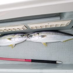 アマテラス 釣果