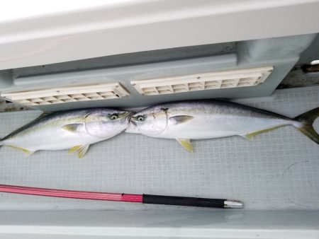 アマテラス 釣果