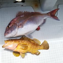 アマテラス 釣果