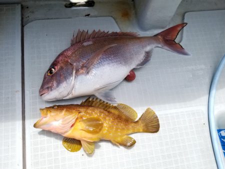 アマテラス 釣果