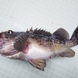 アマテラス 釣果