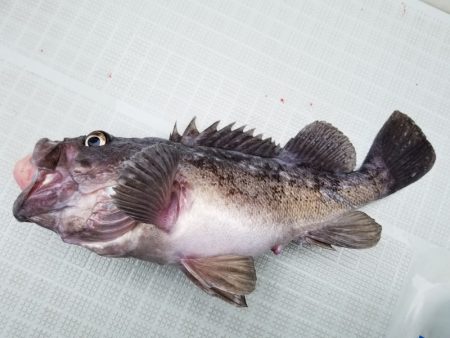 アマテラス 釣果