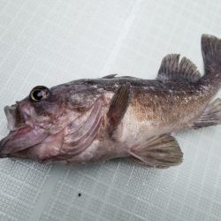 アマテラス 釣果