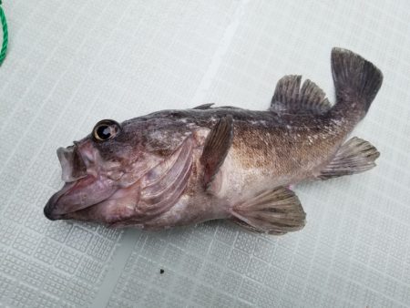 アマテラス 釣果