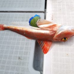 アマテラス 釣果