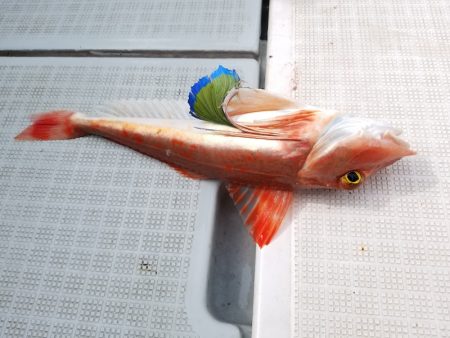 アマテラス 釣果