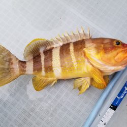 アマテラス 釣果