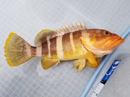 アマテラス 釣果