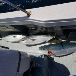 アマテラス 釣果