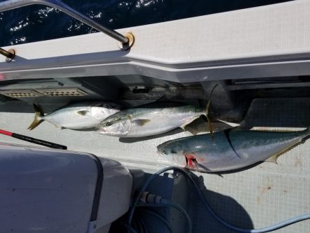 アマテラス 釣果