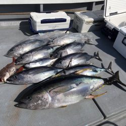 渡船屋たにぐち 釣果