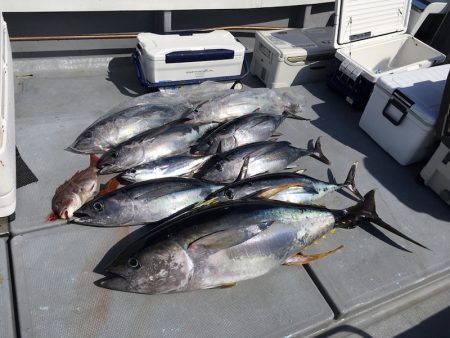 渡船屋たにぐち 釣果