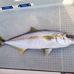 アマテラス 釣果