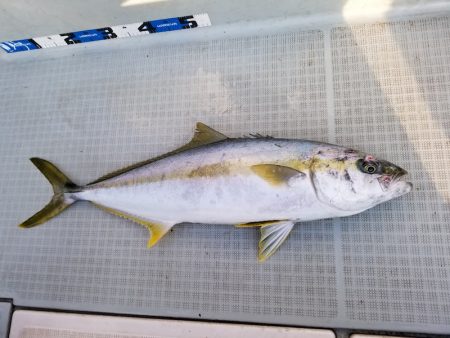 アマテラス 釣果