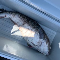 シーランチ 釣果