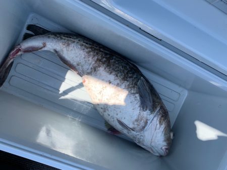 シーランチ 釣果