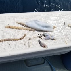 アマテラス 釣果