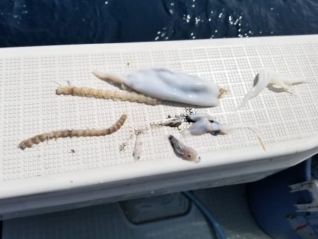 アマテラス 釣果