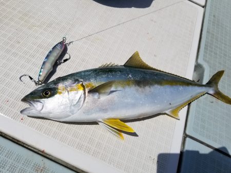 アマテラス 釣果