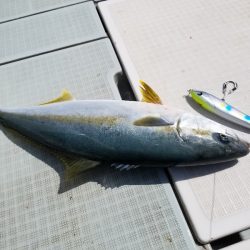 アマテラス 釣果