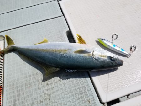 アマテラス 釣果