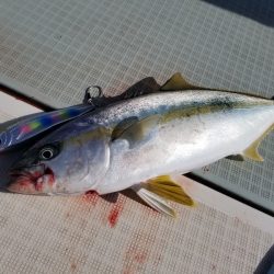 アマテラス 釣果