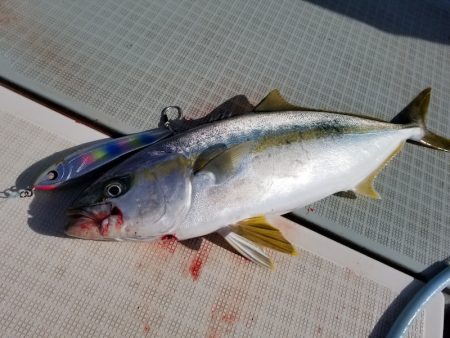 アマテラス 釣果