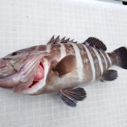 アマテラス 釣果