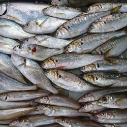 遊漁船 家入 釣果