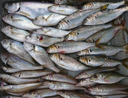 遊漁船 家入 釣果