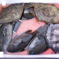 渡船屋たにぐち 釣果