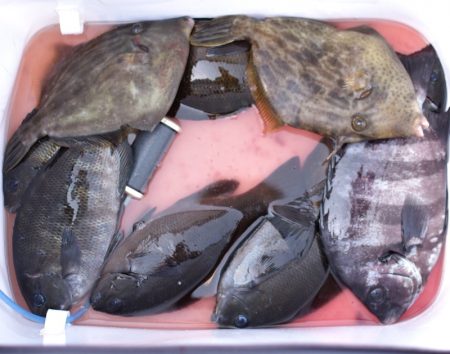 渡船屋たにぐち 釣果