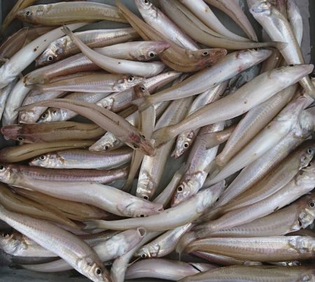 遊漁船　家入 釣果