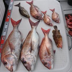 遊漁船　家入 釣果