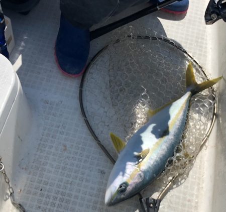 「LaGooN」蒼陽丸 日和号 釣果
