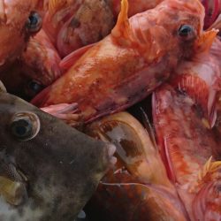 遊漁船 家入 釣果