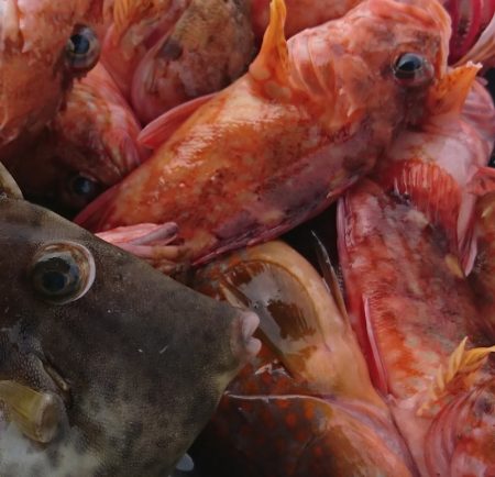 遊漁船 家入 釣果