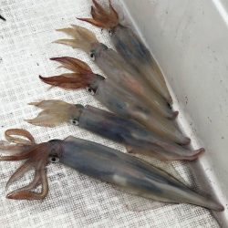 「LaGooN」蒼陽丸 日和号 釣果