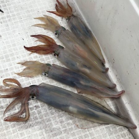 「LaGooN」蒼陽丸 日和号 釣果