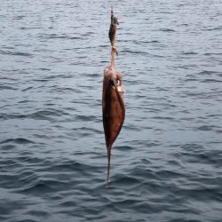 「LaGooN」蒼陽丸 日和号 釣果