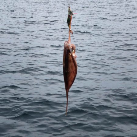 「LaGooN」蒼陽丸 日和号 釣果
