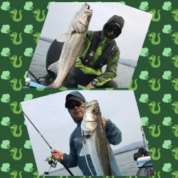 アマテラス 釣果