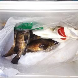 マリンガイド福丸 釣果