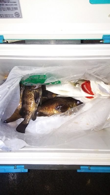 マリンガイド福丸 釣果