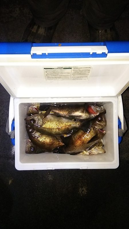 マリンガイド福丸 釣果