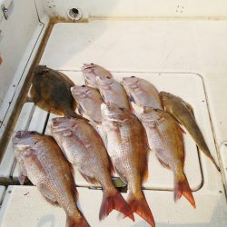 マリンガイド福丸 釣果