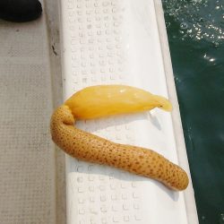 マリンガイド福丸 釣果