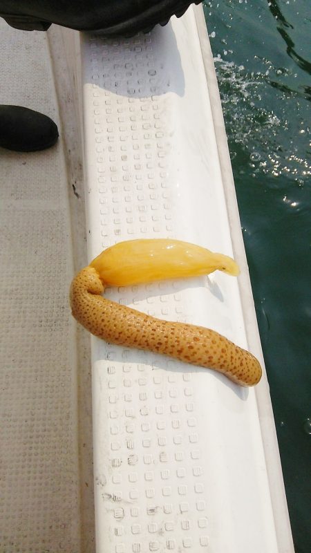 マリンガイド福丸 釣果