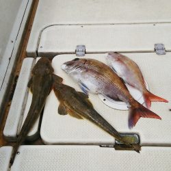 マリンガイド福丸 釣果