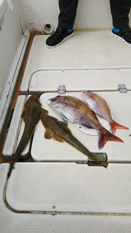 マリンガイド福丸 釣果